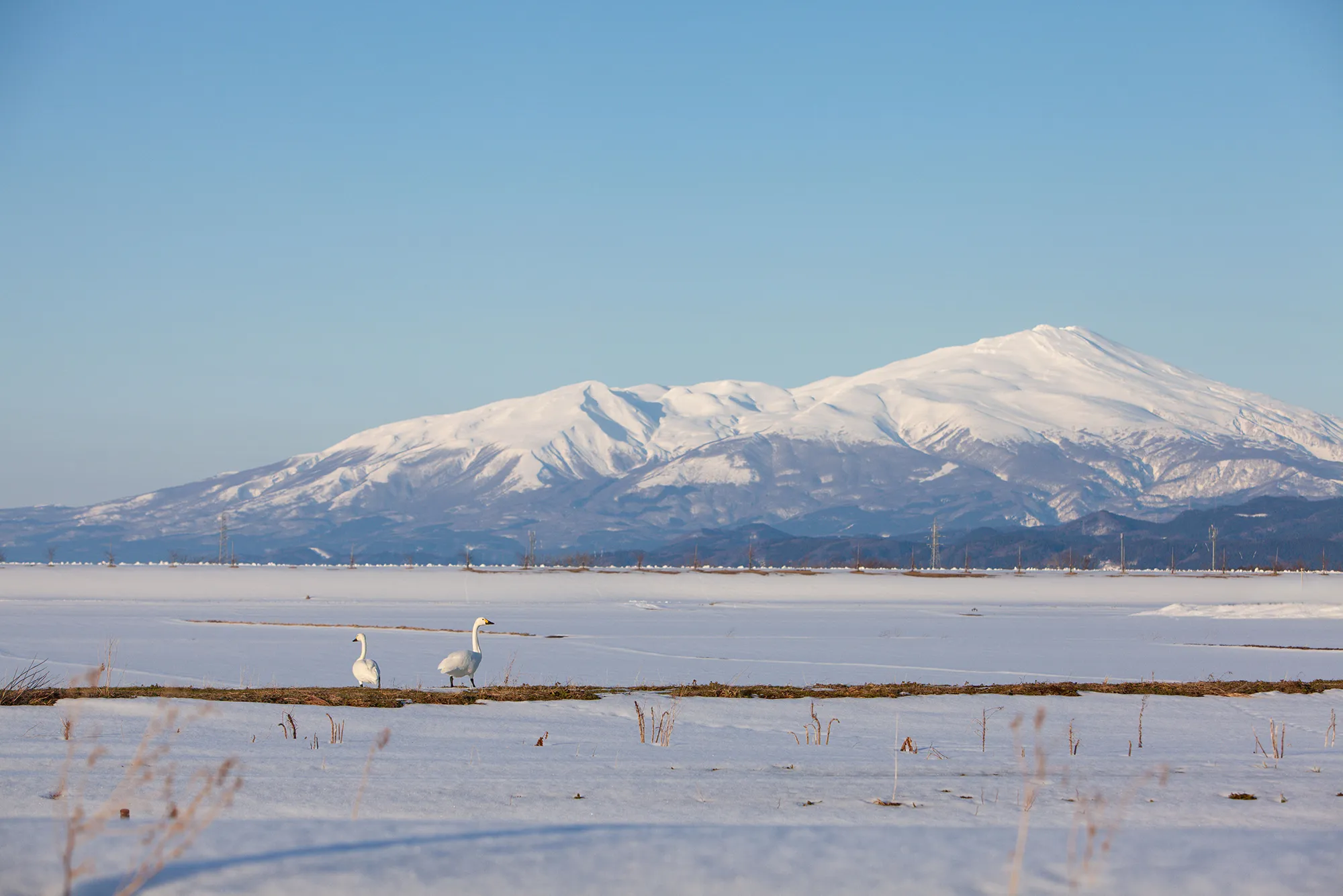 庄内の風景　雪景色と白鳥